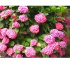 Гортензия Пинк Бьюти (''Pink Beauty") С 2,5; 2 года